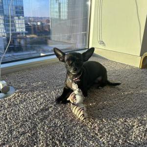 Lost Dog Dot