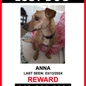 Lost Dog ANNA