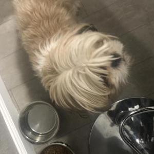 Image of Gucci, Lost Dog