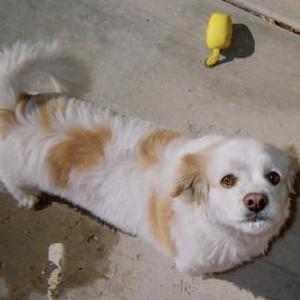 Image of Dulce, Lost Dog