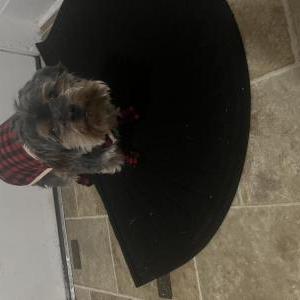 Lost Dog Bear