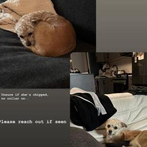 Image of Brownie, Lost Dog