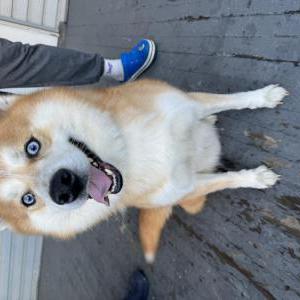 Lost Dog PupPup