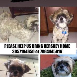 Image of Hershey, Lost Dog