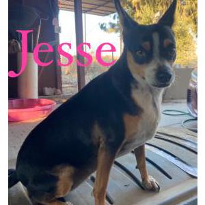 Lost Dog Jessr