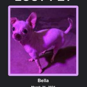 Image of Bella, Lost Dog