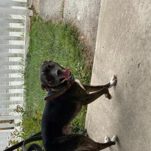 Lost Dog Arrow