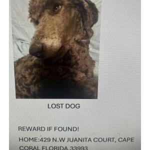 Lost Dog Lilo