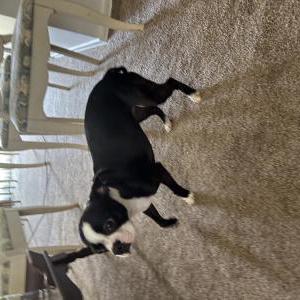 Found Dog ?