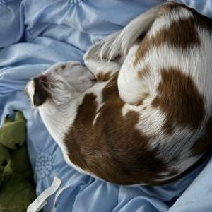 Lost Dog London