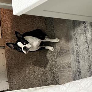 Lost Dog Luna