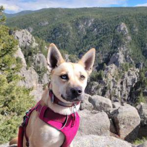 Lost Dog Ramona