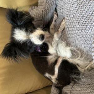 Found Dog Unknown