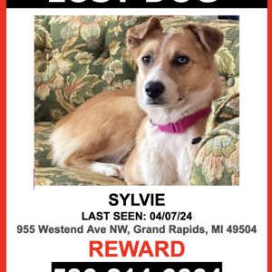 Lost Dog SYLVIE