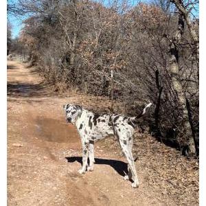 Lost Dog Sebastian