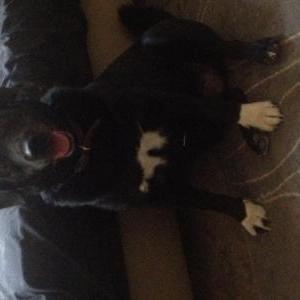 Lost Dog Jackson