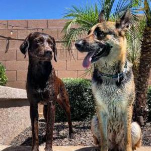 Lost Dog Cali & Zona