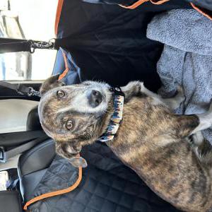 Lost Dog Asher