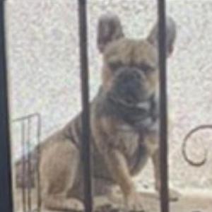 Lost Dog Honey