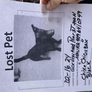 Lost Dog Blacky