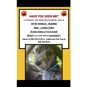 Lost Dog Finny