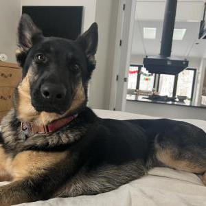 Lost Dog Izzie