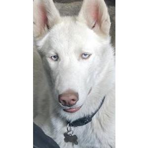 Image of Kovuu, Lost Dog