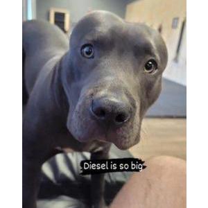 Lost Dog Diesel