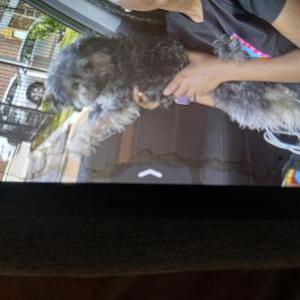 Image of Luna, Lost Dog