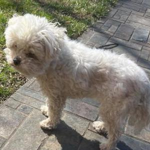 Lost Dog Lily