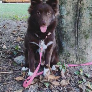 Lost Dog Lottie Fitzsimmons