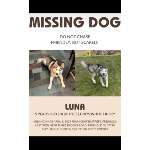 Lost Dog Luna