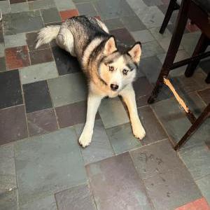 Lost Dog Luna