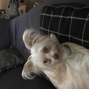 Image of Modelo, Lost Dog