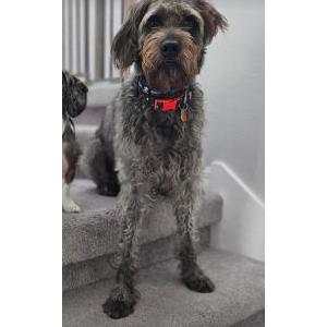 Lost Dog Sabine