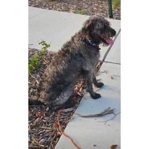 2nd Image of Sabine, Lost Dog