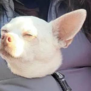 2nd Image of Abbey, Lost Dog