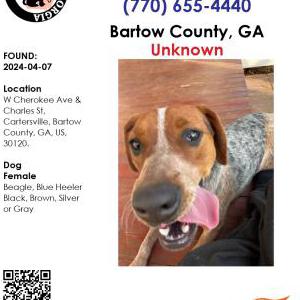 Found Dog unknowqn