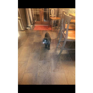 Lost Dog Petey