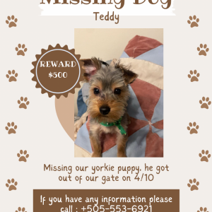 Lost Dog Teddy
