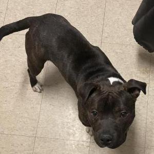 Found Dog Unknown