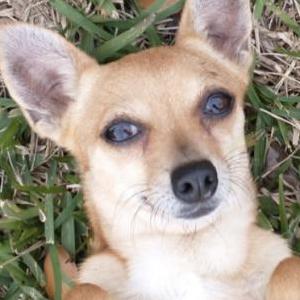 Lost Dog Shiva