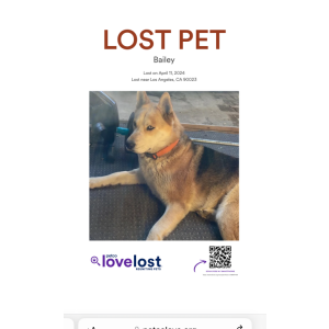 Lost Dog Bailey