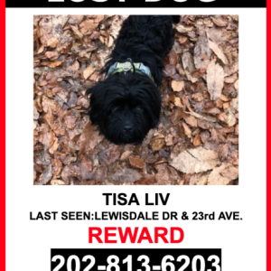 Image of Tisa Liv, Lost Dog
