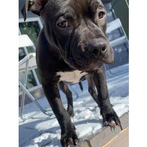 Lost Dog Scorpio