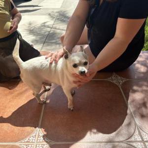 Found Dog White chihuahua