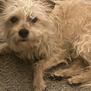 Lost Dog K C Scruff