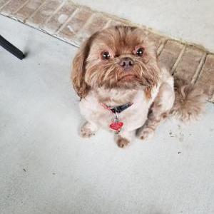 Lost Dog Gizmo