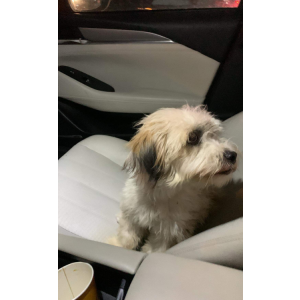Lost Dog Musti