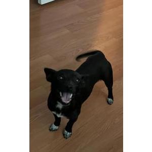 Image of Unknown, Found Dog